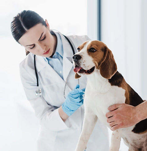 İşçievleri Veteriner